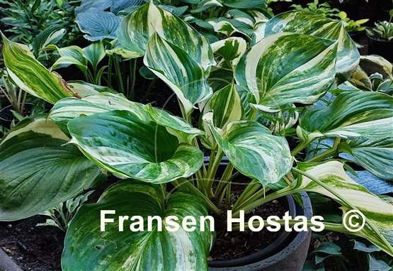 Hosta Tropical Thunder